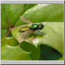 Chloromyia formosa - Waffenfliege m01.jpg